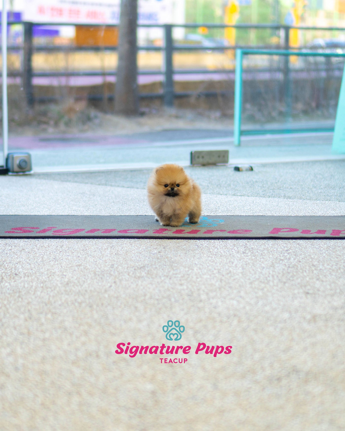 Pomeranian - Miso (Reserved to New York)