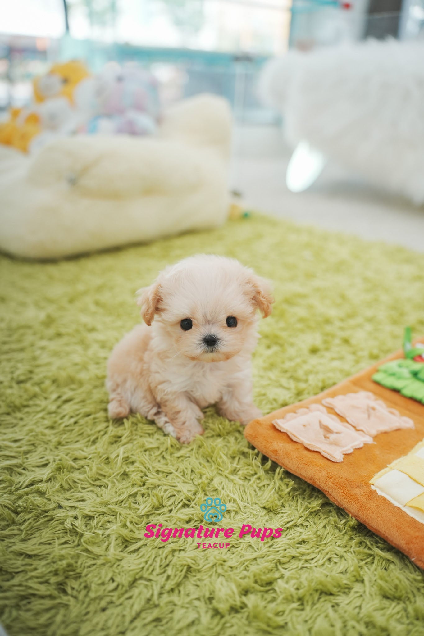 Micro Size Maltipoo - Sugar