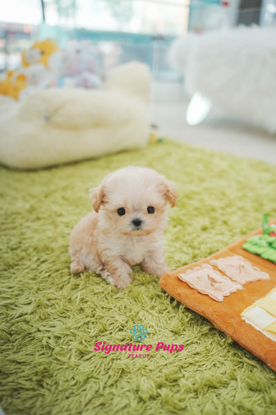 Micro Size Maltipoo - Sugar