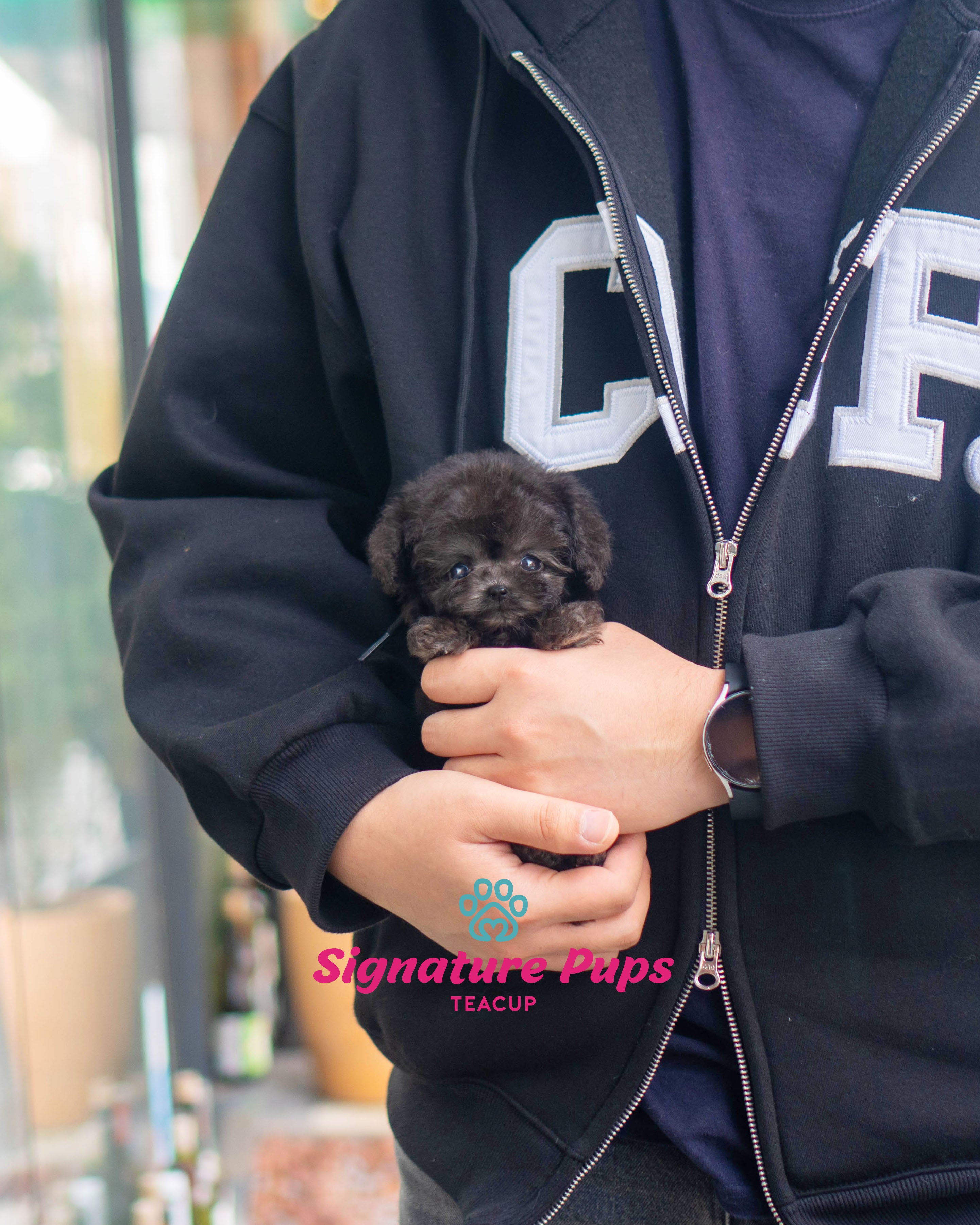 Silver Poodle - Oreo – Signature Teacup Pups