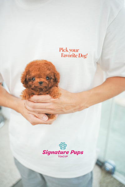 Red Poodle - Maru (Reserved to Toronto)