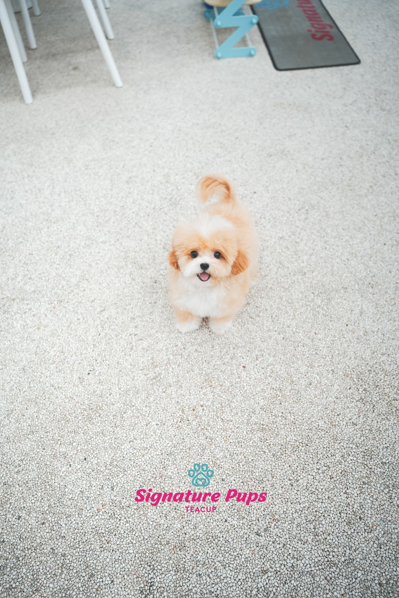 7 months old Parti Maltipoo - Jack (Reserved to Los Angeles)