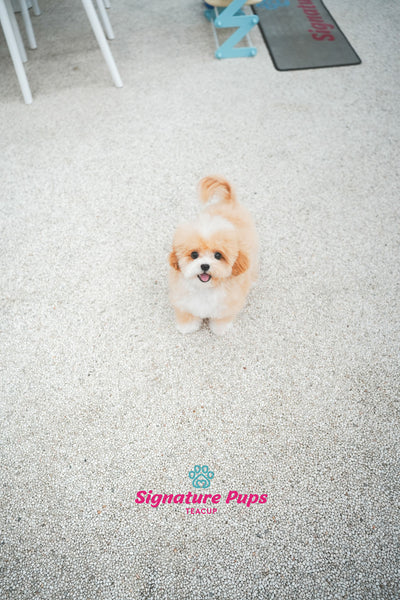 7 months old Parti Maltipoo - Jack (Reserved to Los Angeles)
