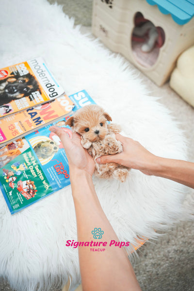 Maltipoo - Sunny