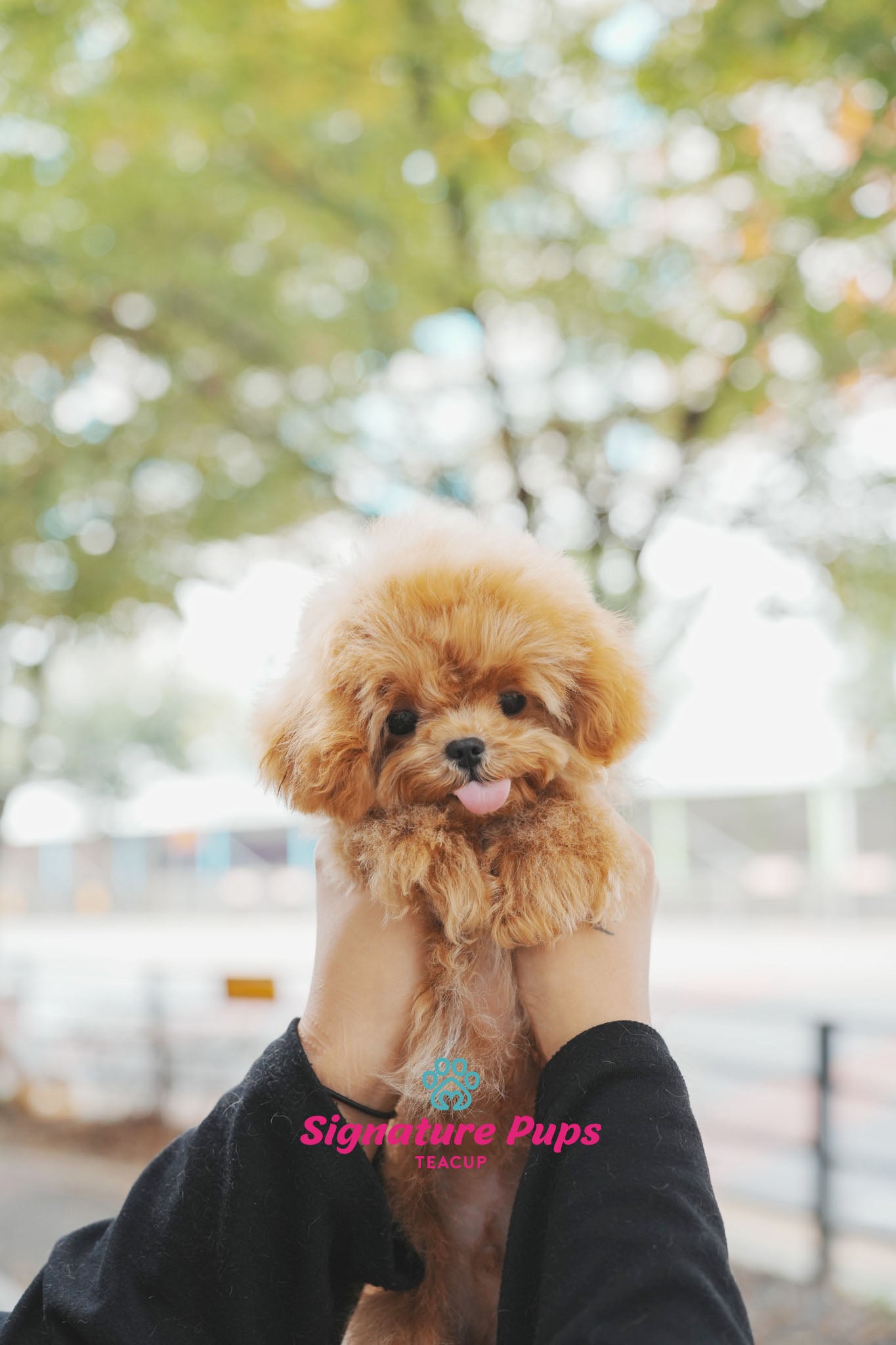6 months old Poodle - Divo