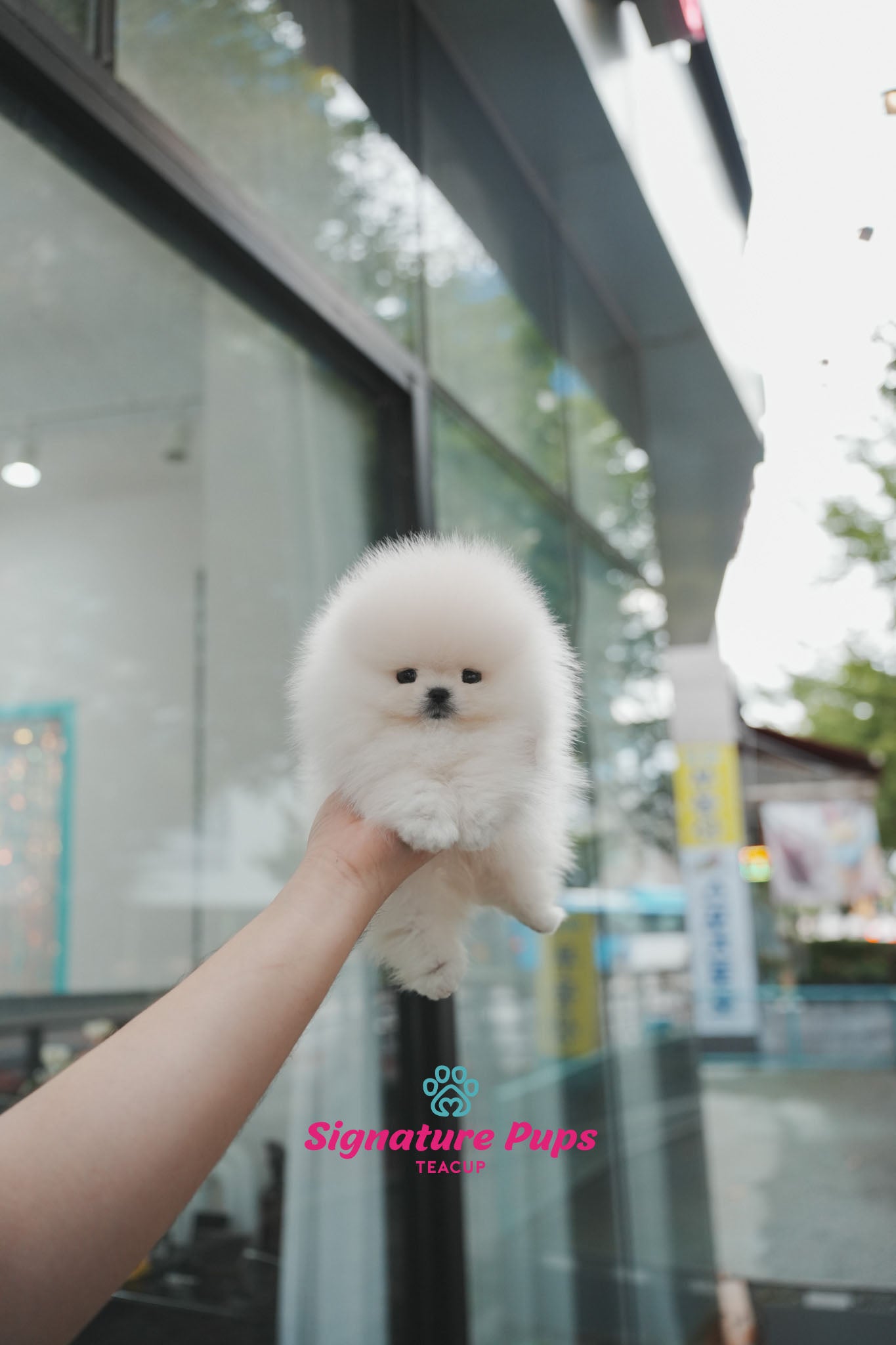 Champion Pedigree Pomeranian - Zeus