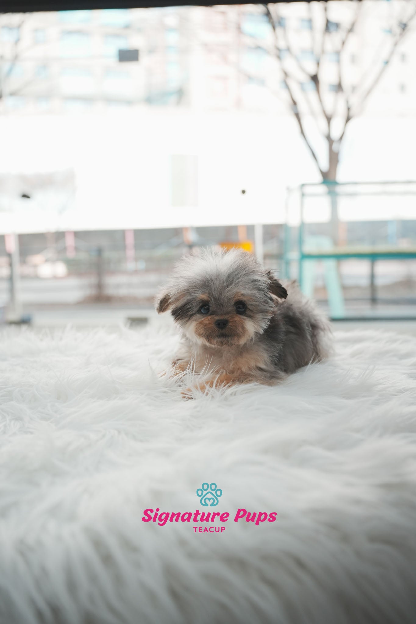 6 month old Blue Merle Maltipoo - Mari