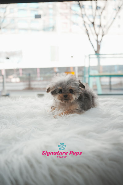 6 month old Blue Merle Maltipoo - Mari