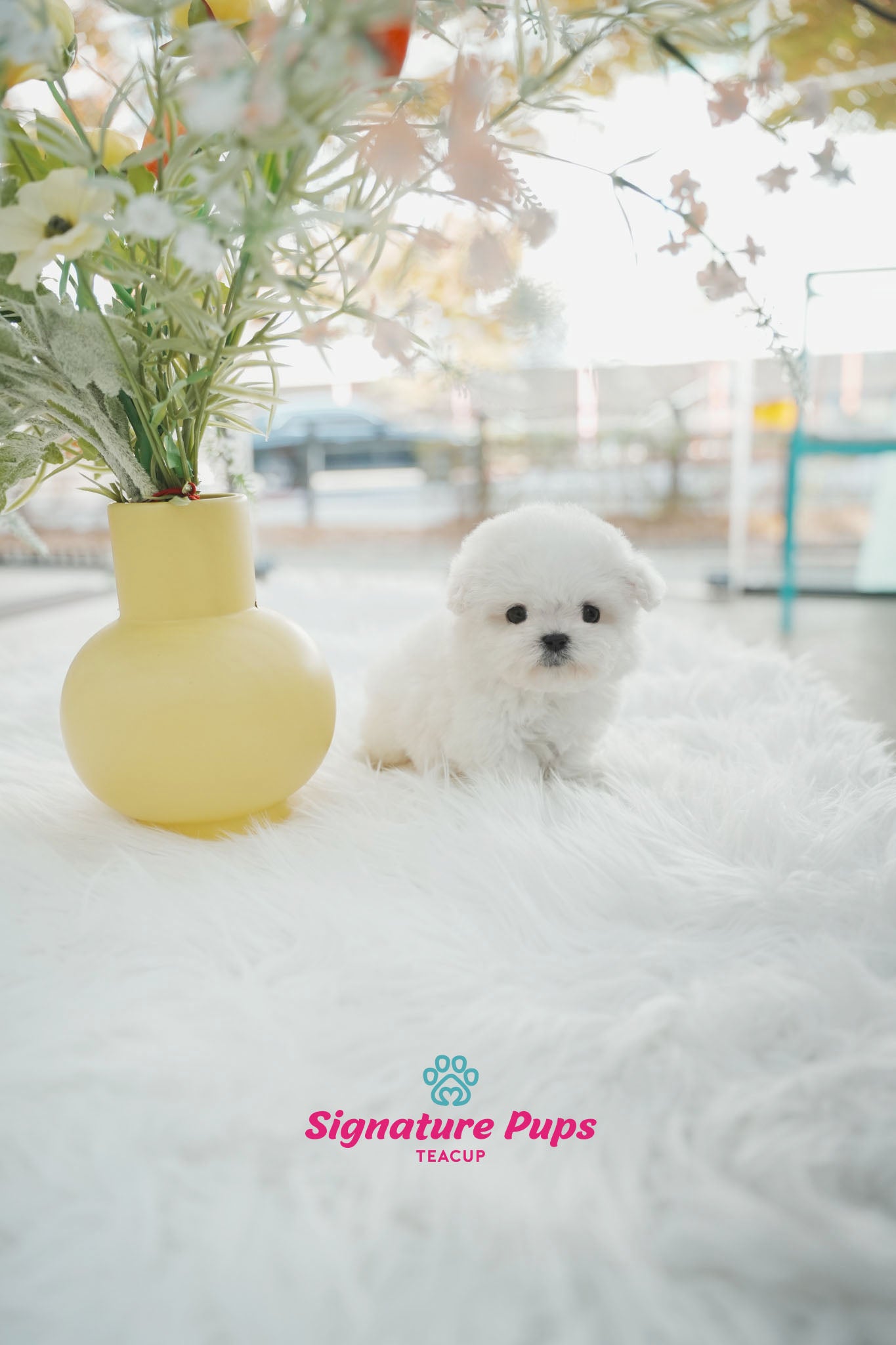 Mini Bichon Frise - Poki