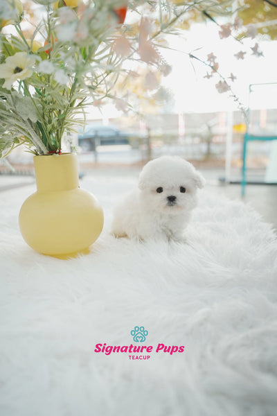 Mini Bichon Frise - Poki