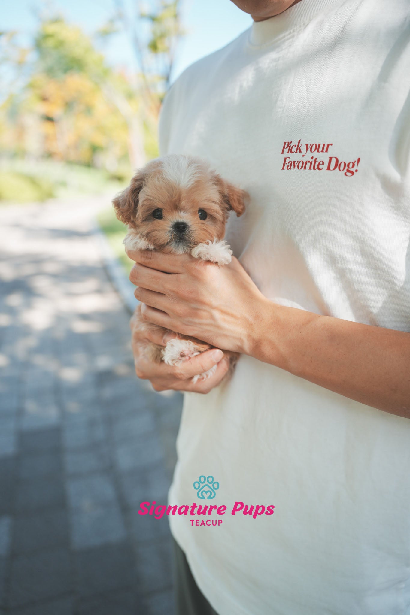 Maltipoo - Jin