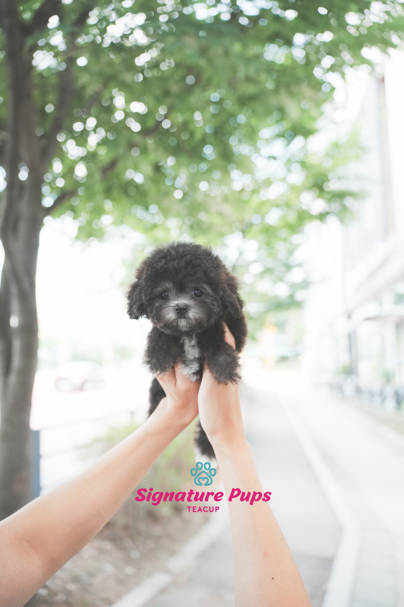 Silver Poodle - Rex