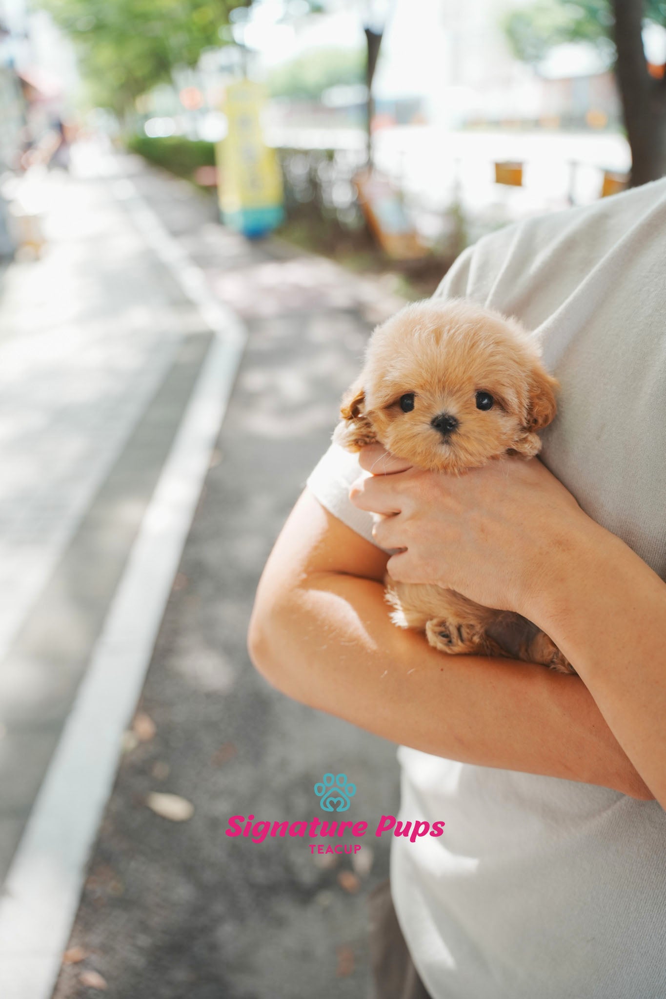 Maltipoo - Bonie (Reserved to Los Angeles)
