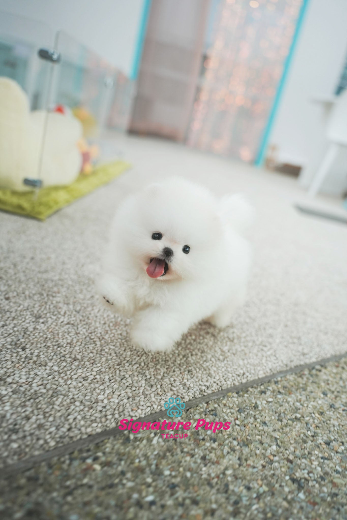 Champ Bloodline Pomeranian - Mocchi (Reserved to New York)