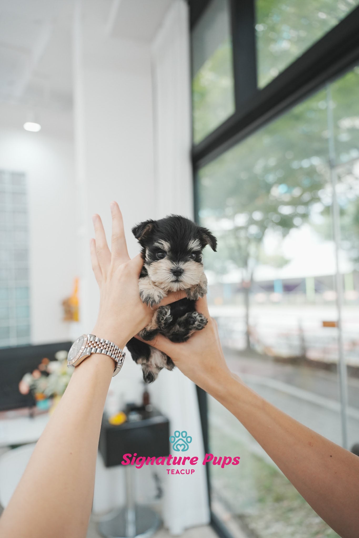 Miniature Schnauzer - Oscar