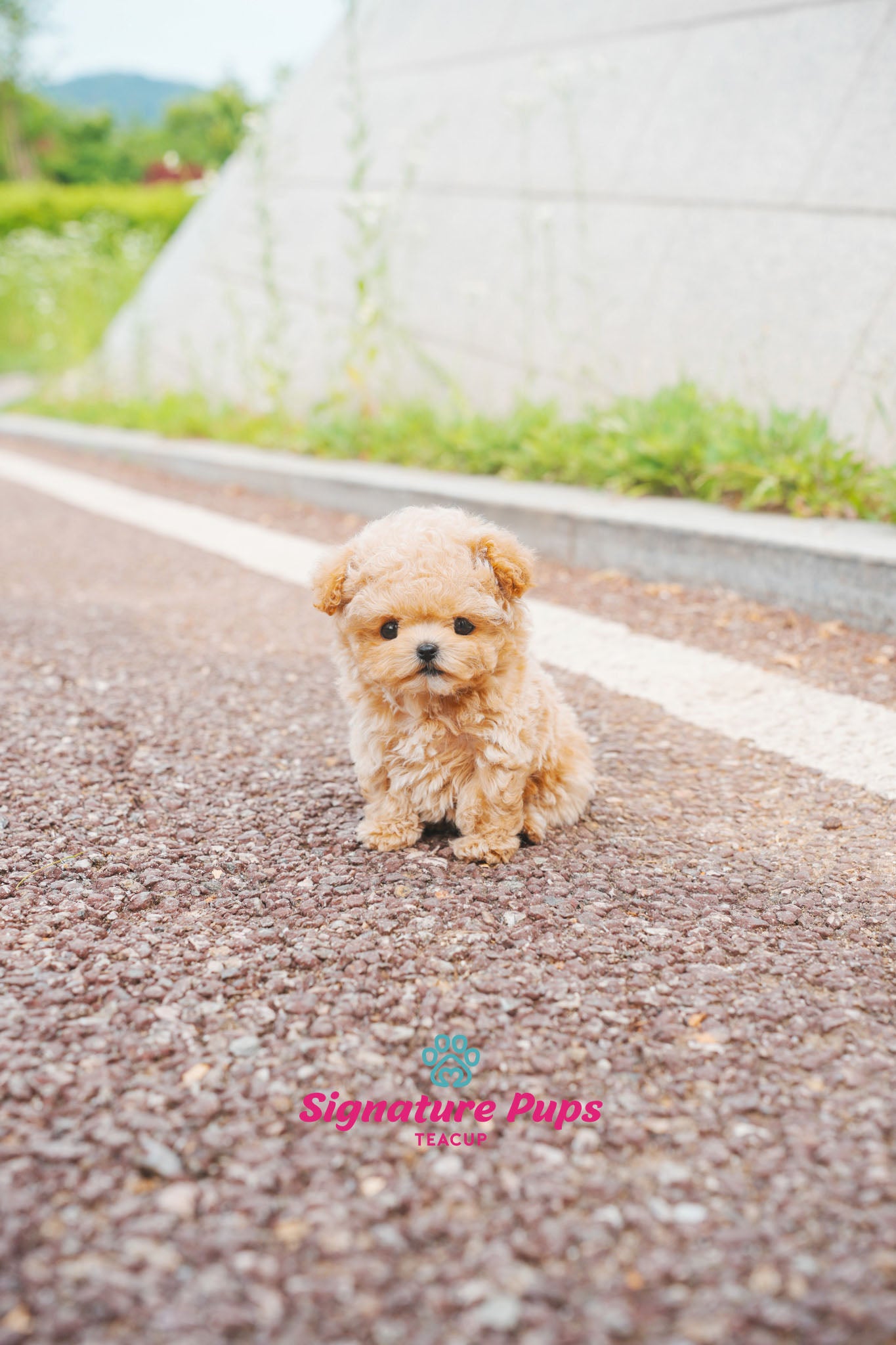 Cream Poodle - Kai