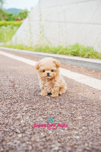 Cream Poodle - Kai