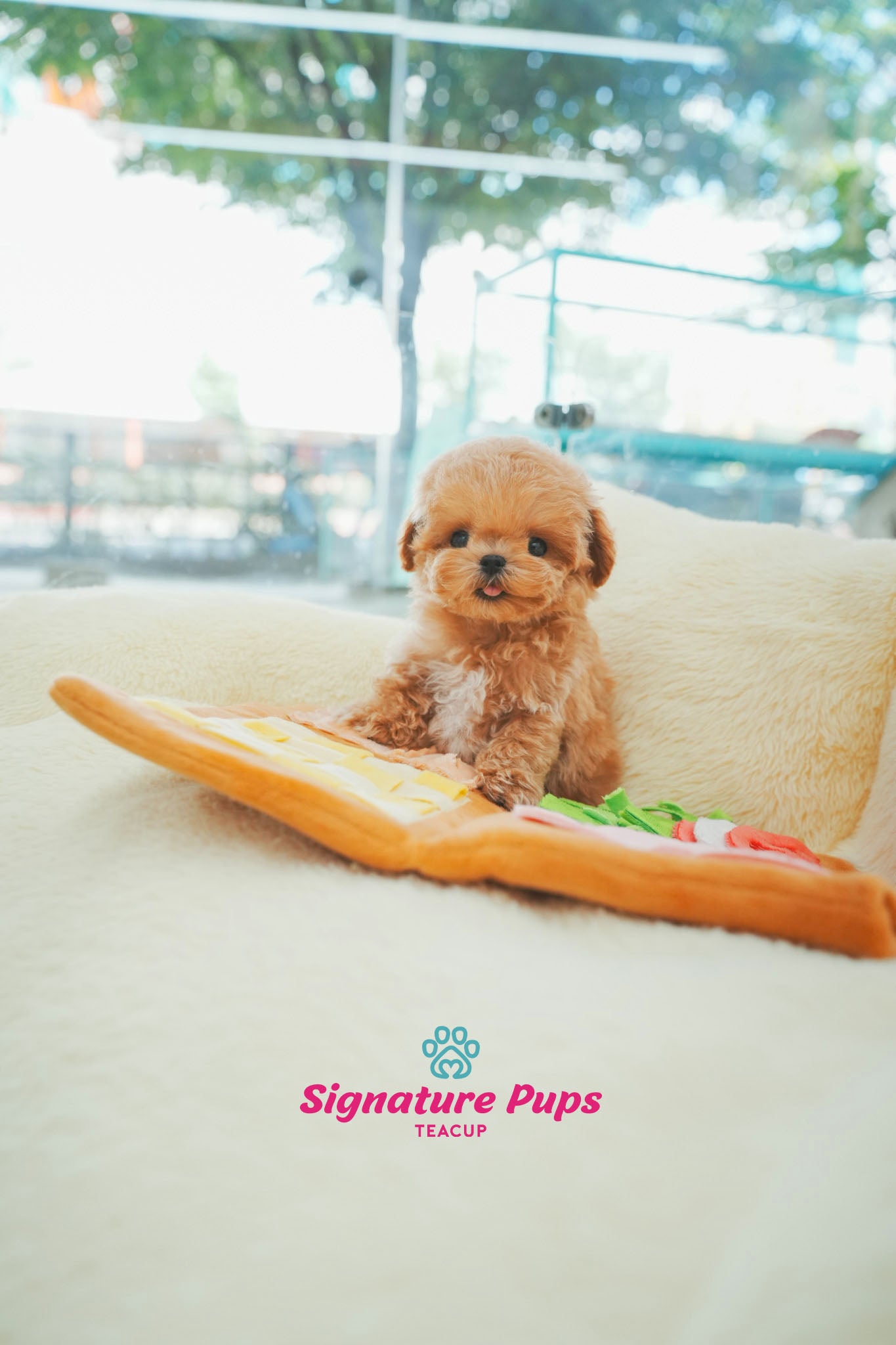 Poodle - Henry