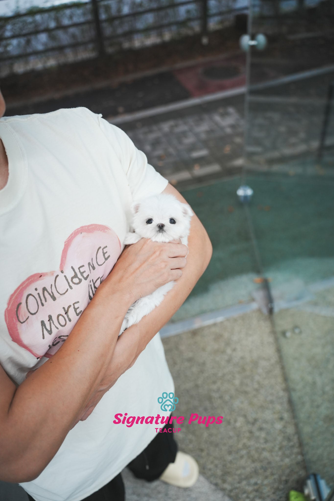 Maltese - Chu
