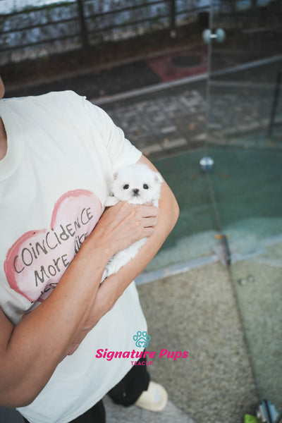Maltese - Chu