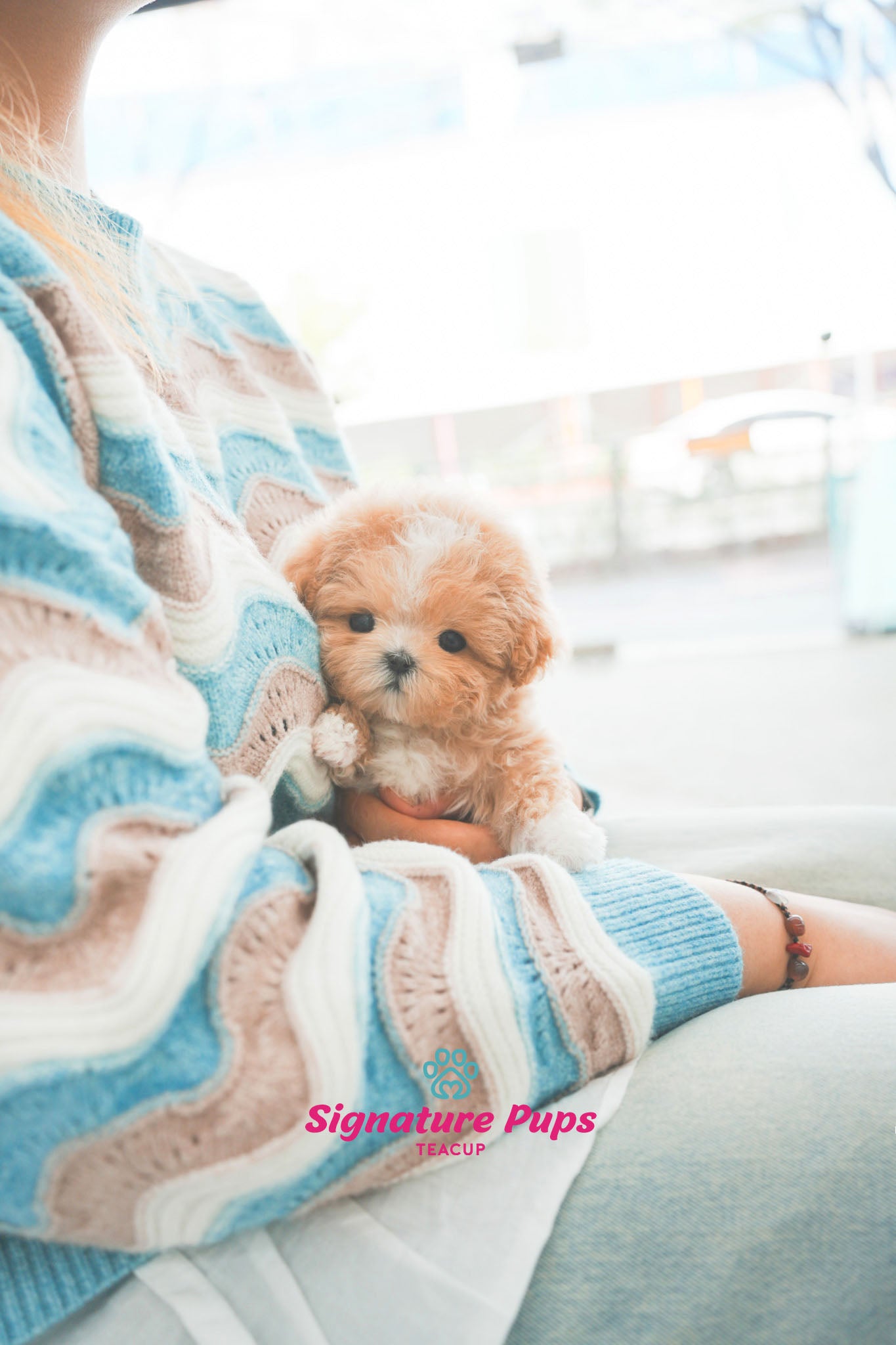 Parti Maltipoo - Benji