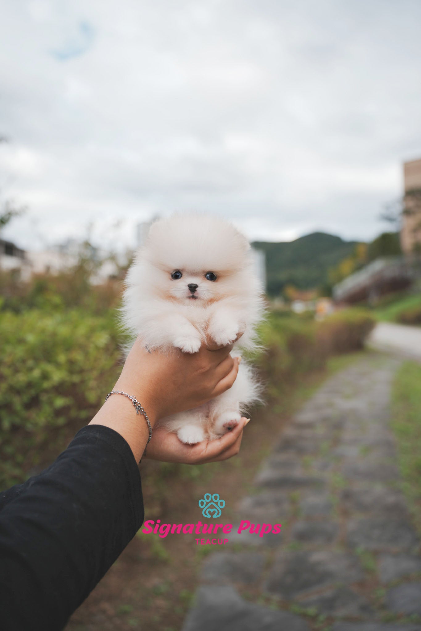 Parti Pomeranian - Shasha