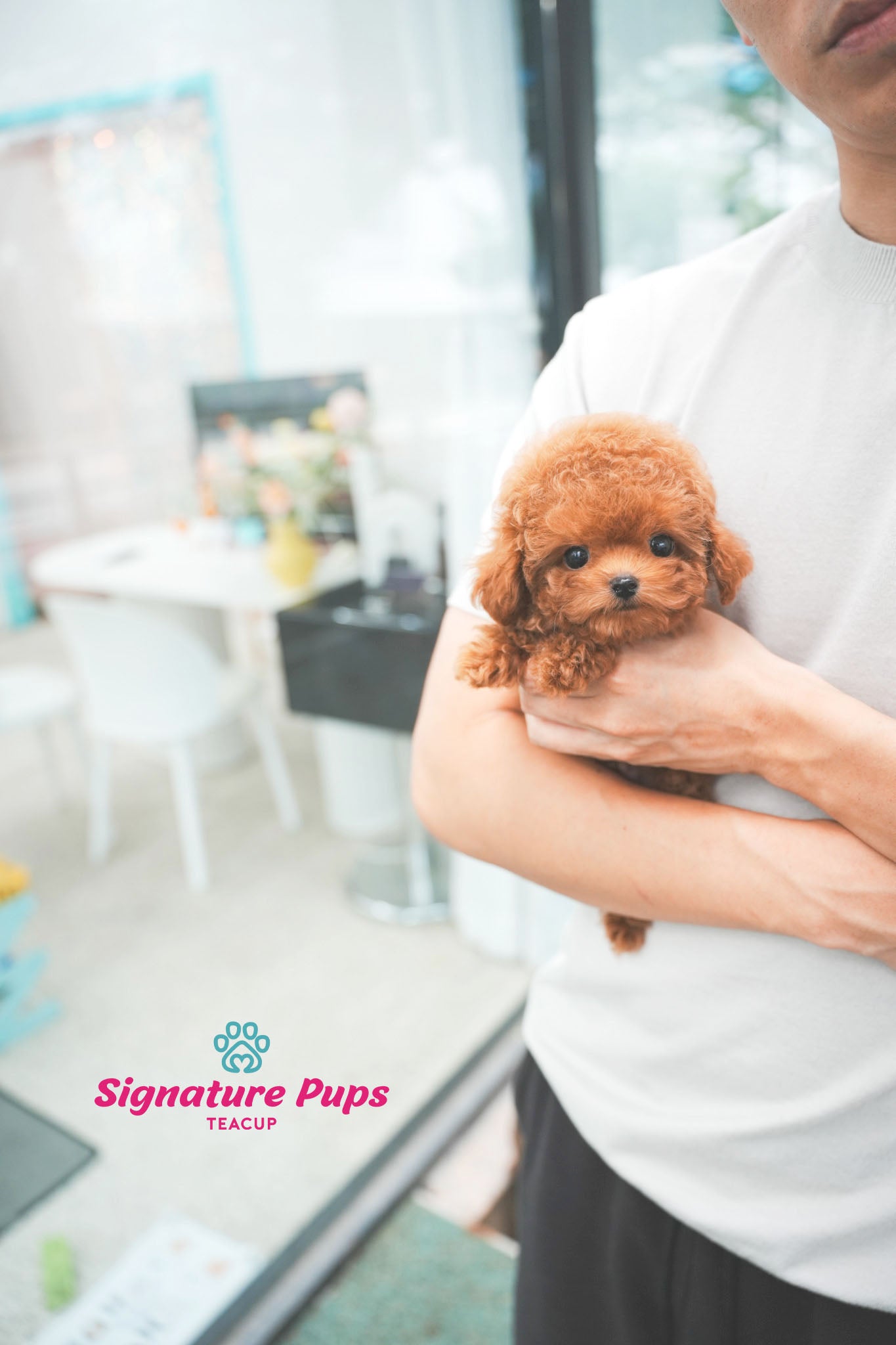 Red Poodle - Mocha