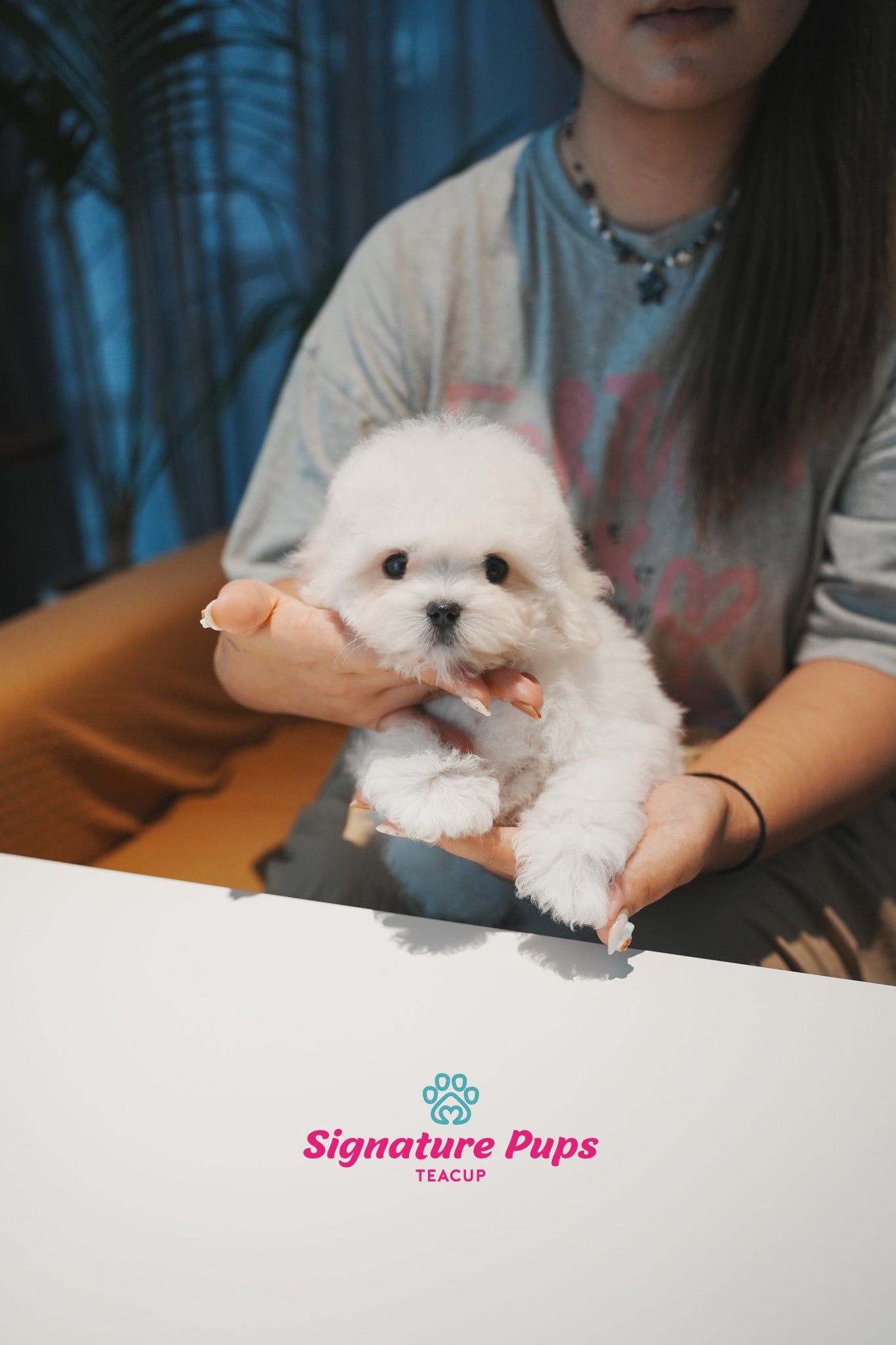 COTON DE TULEAR - Kkuri