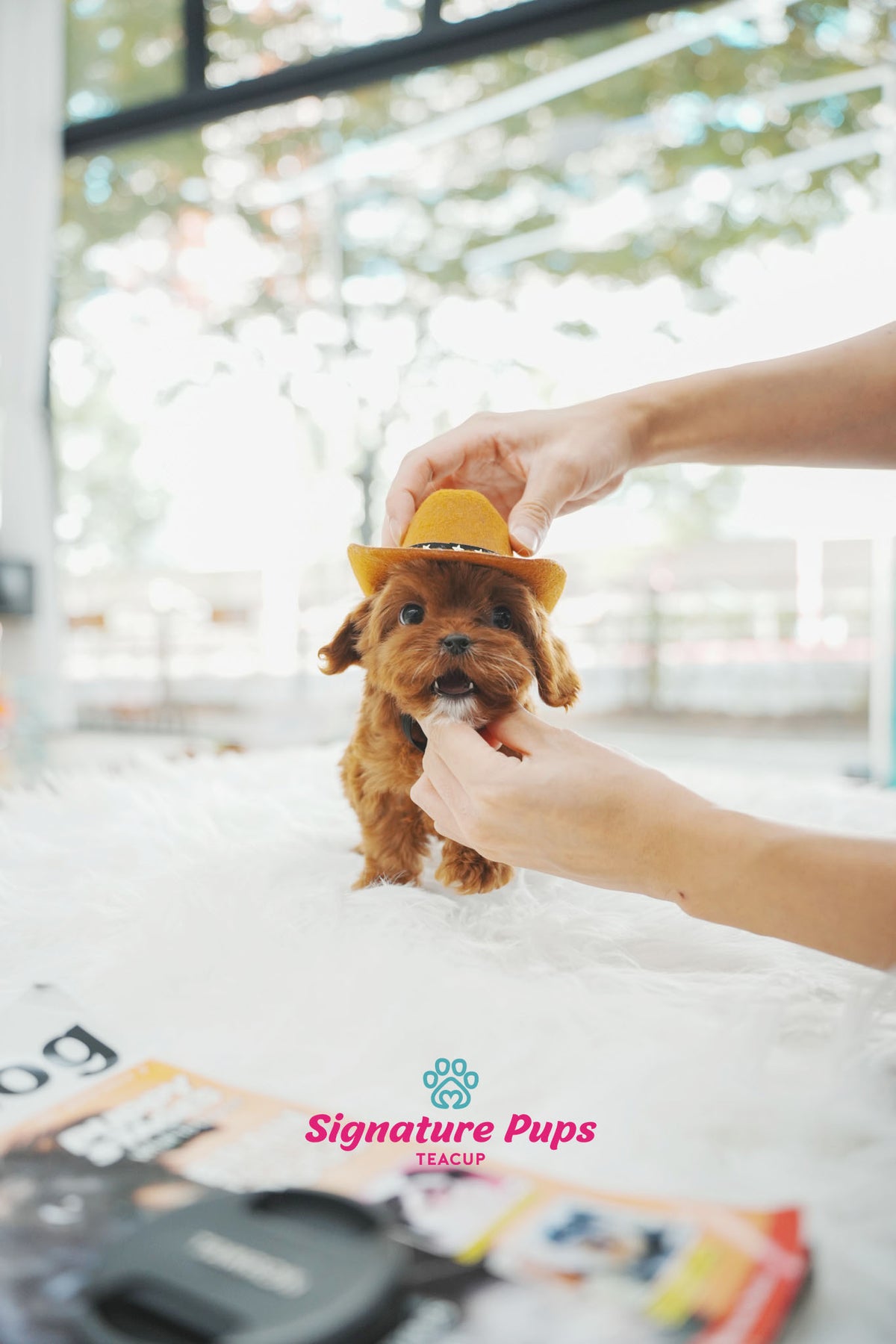 Cavapoo Cookies 7 month Old Cavapoo - Cookie – Signature Teacup Pups