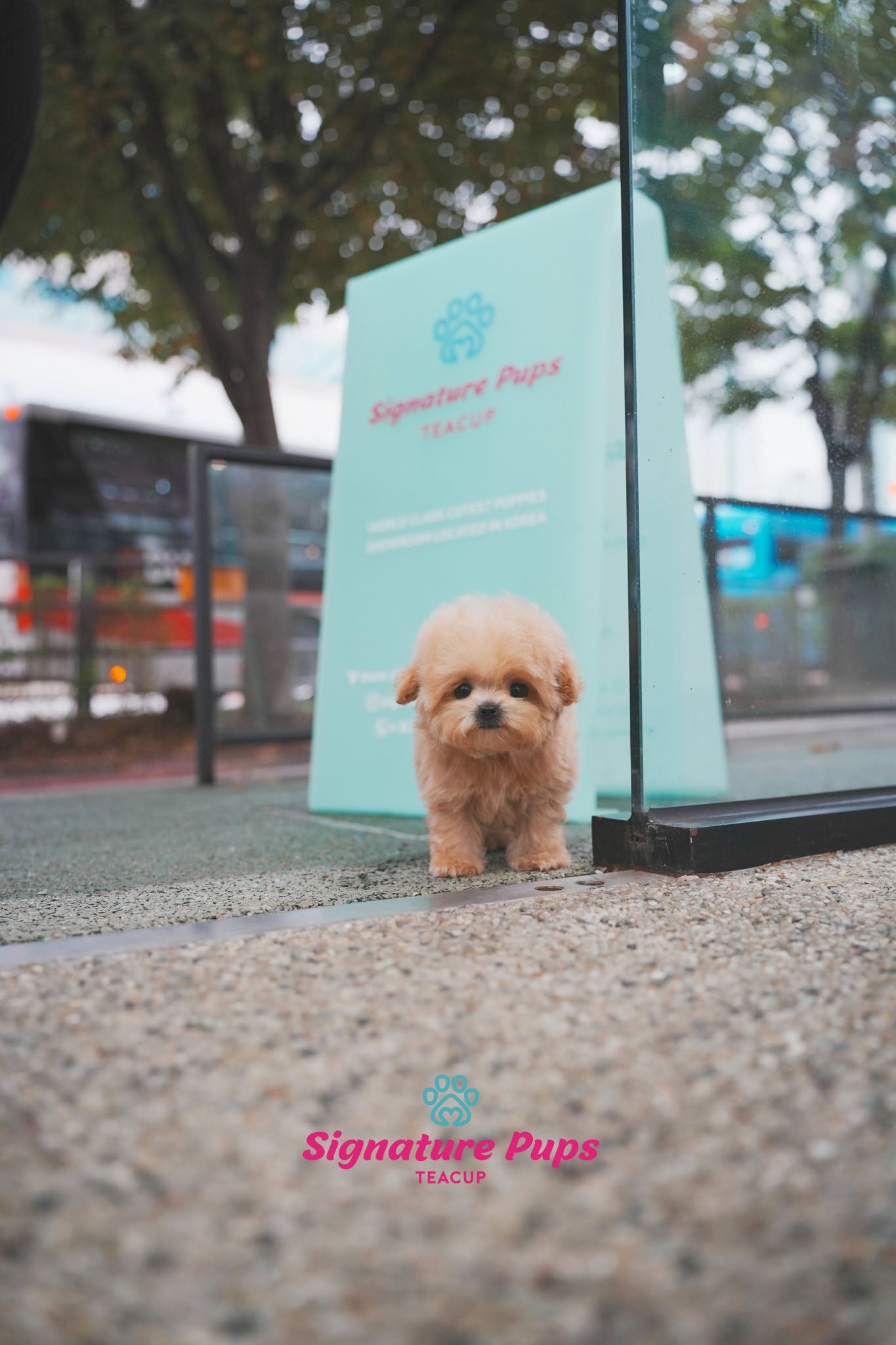 Maltipoo - Shelly