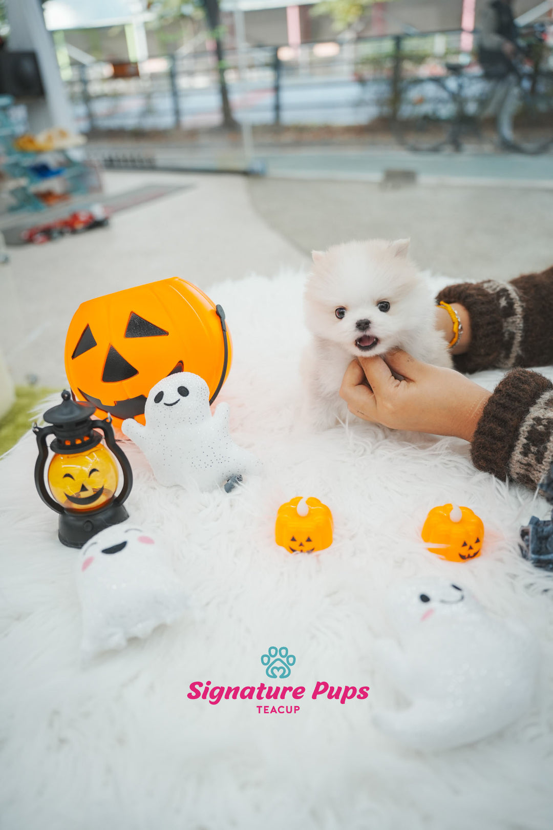 Blue Eye Pomsky - Neo – Signature Teacup Pups