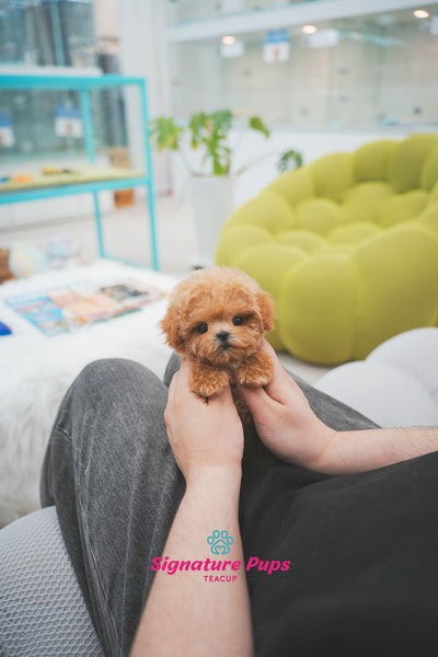 Poodle - Toby (Reserved to Chicago)