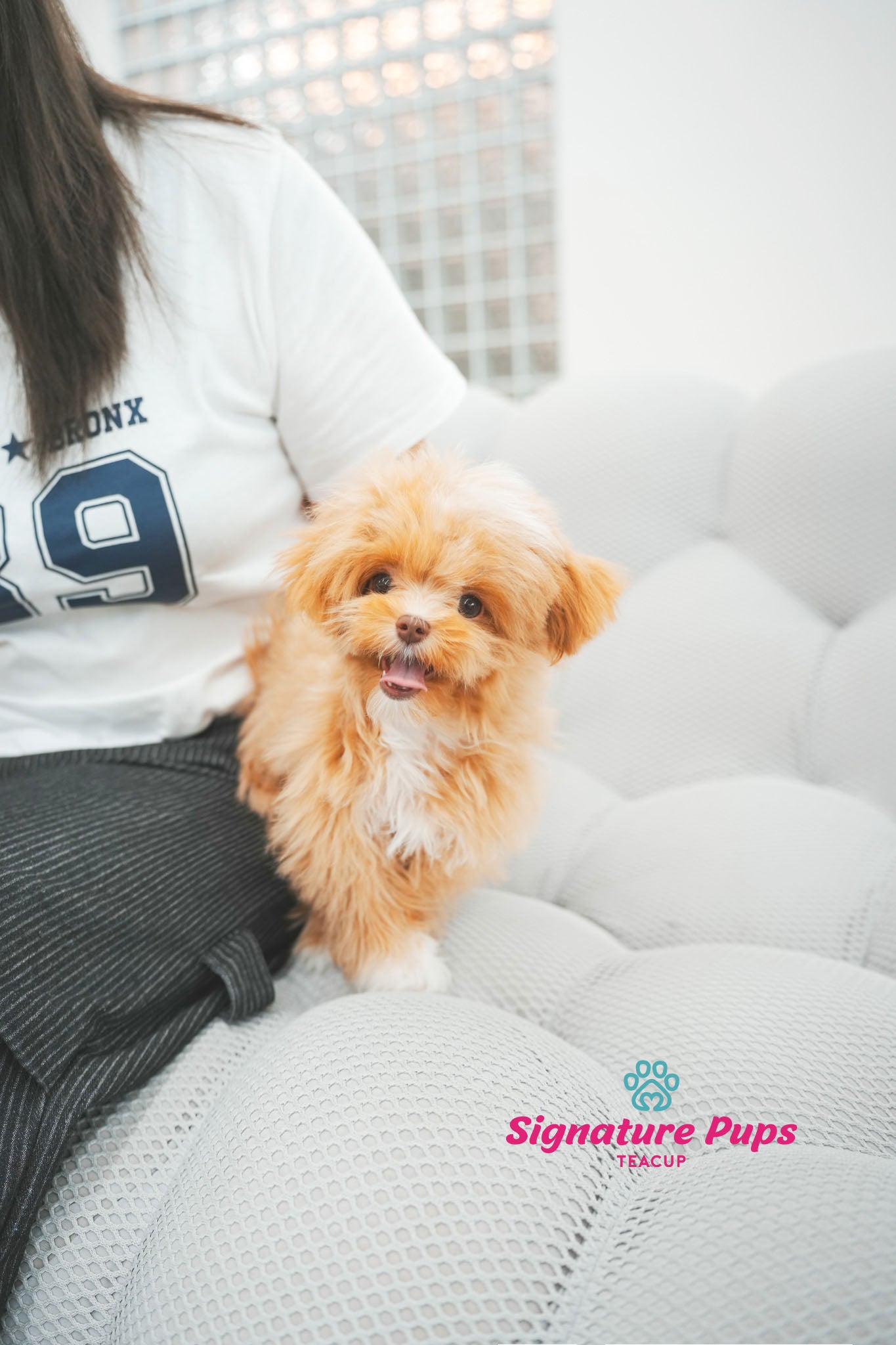 6 months old Female Maltipoo - Rose