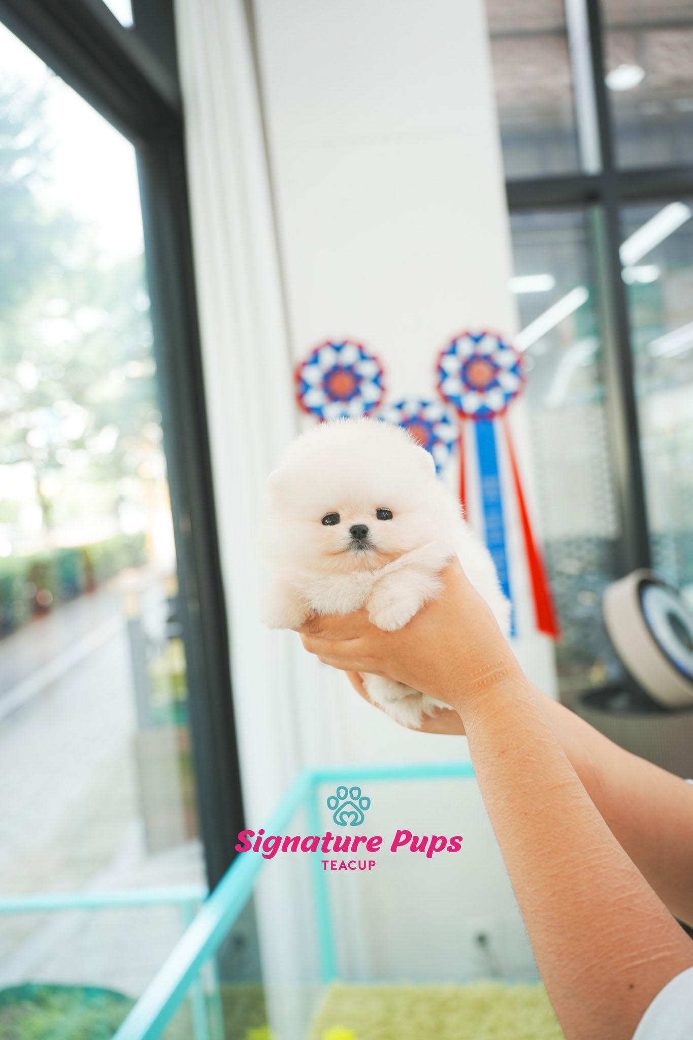 Pomeranian - Lulu