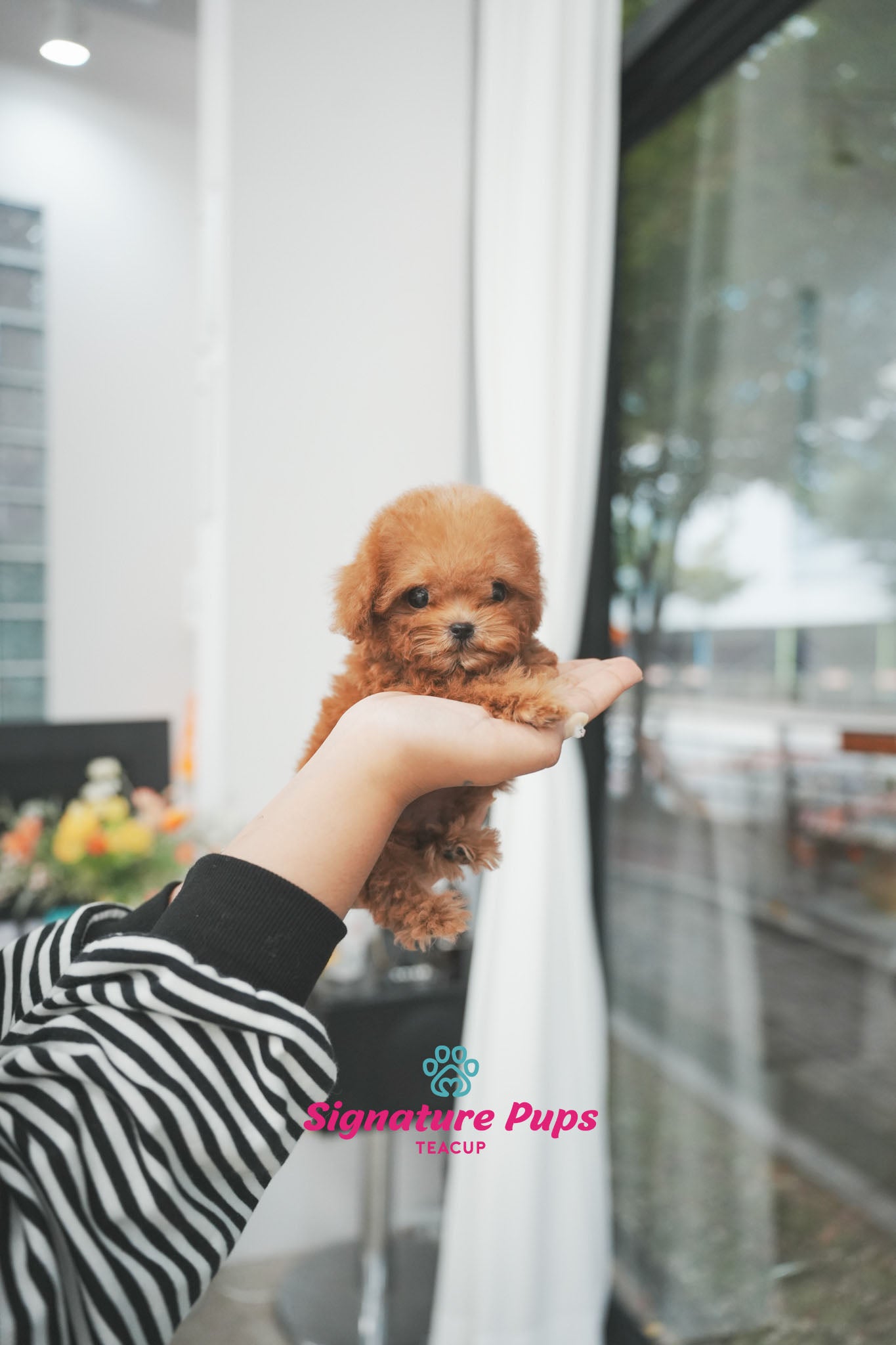 Poodle - Taro