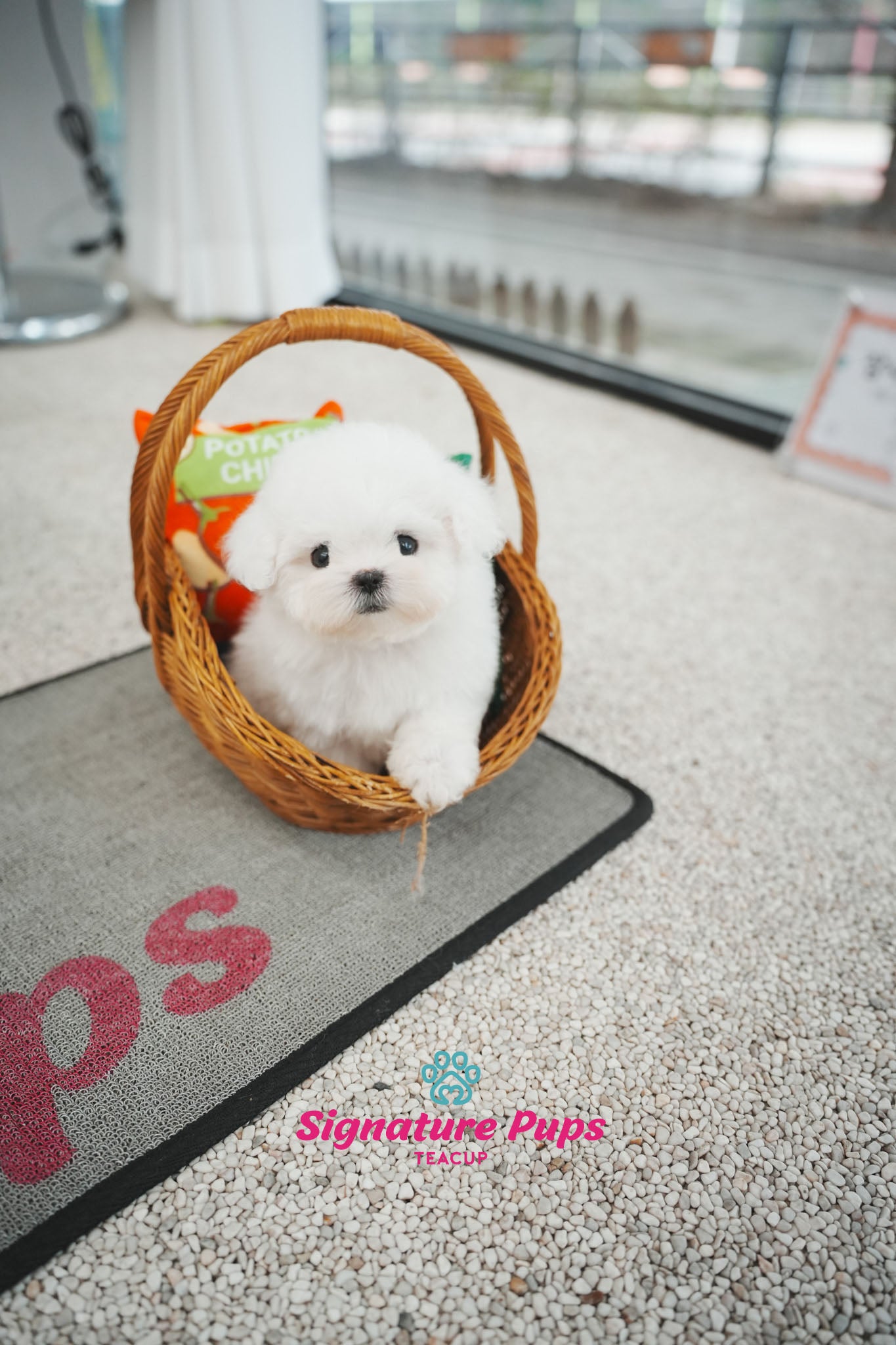 Bichon Frise - Bo
