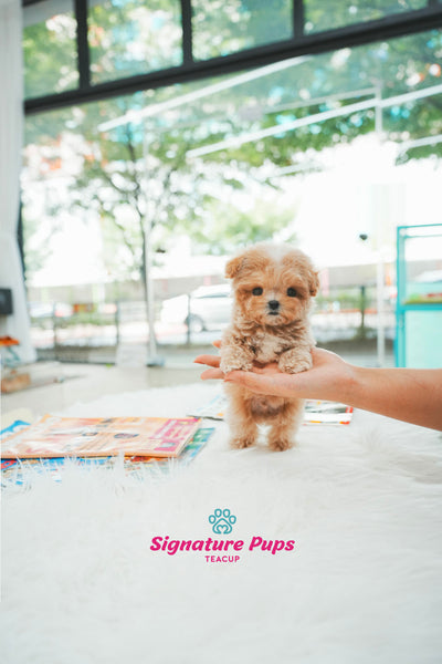 Maltipoo - Luffy