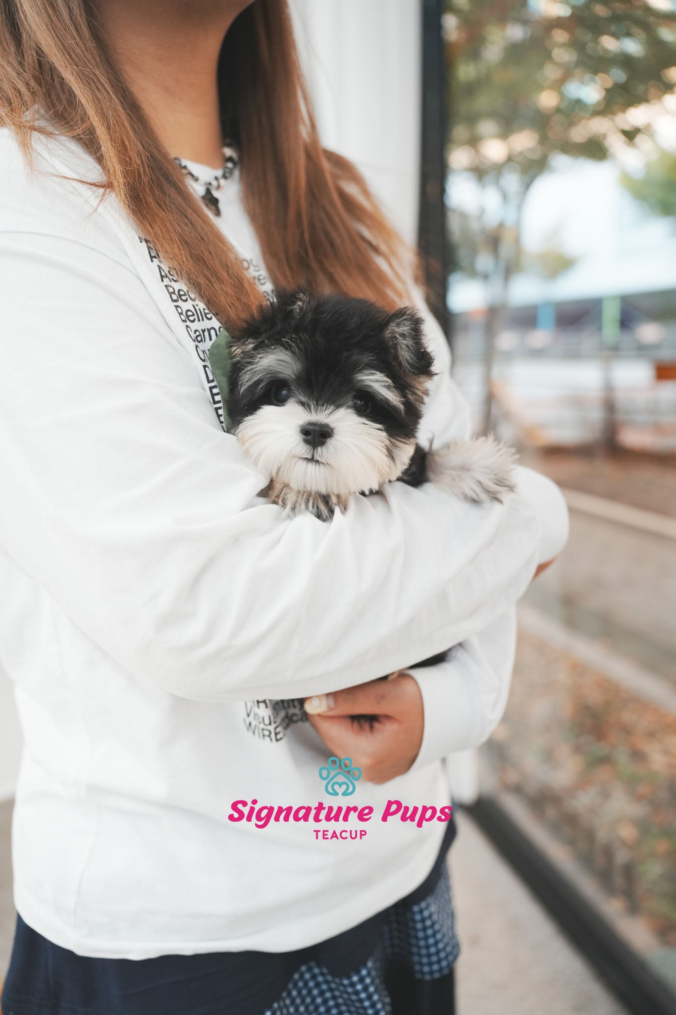 5 months old Miniature Schnauzer - Oscar
