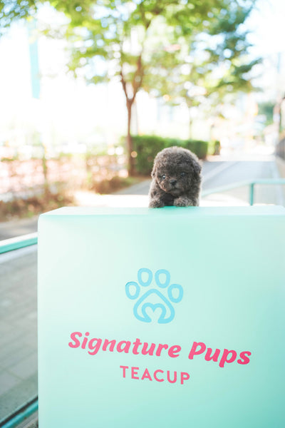Blue Poodle - Apollo (Reserved to Dallas)