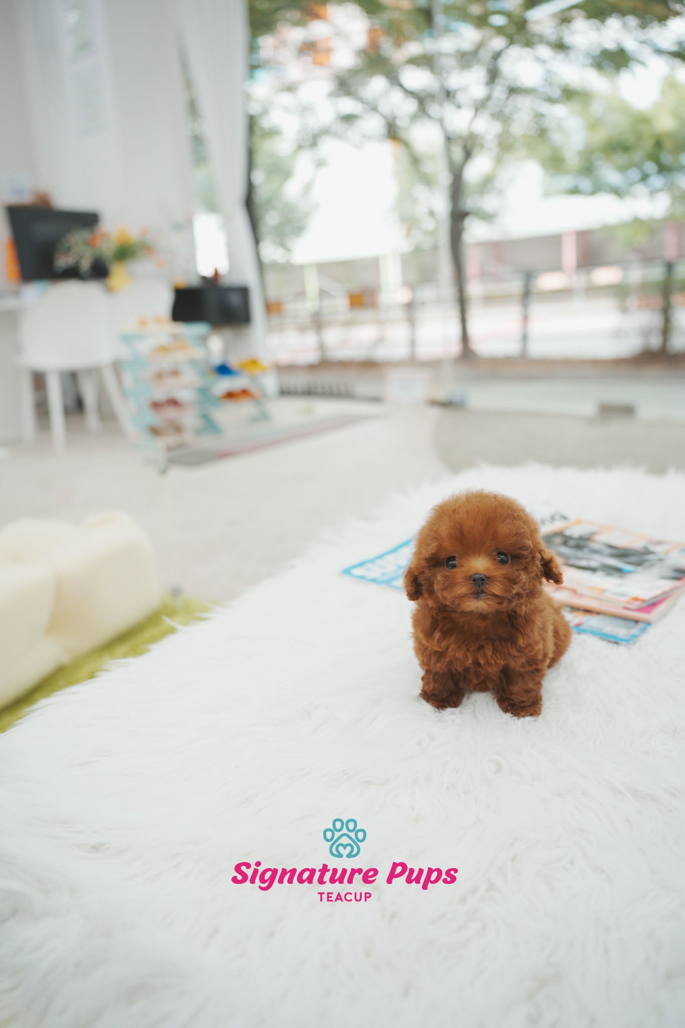Poodle - Stella