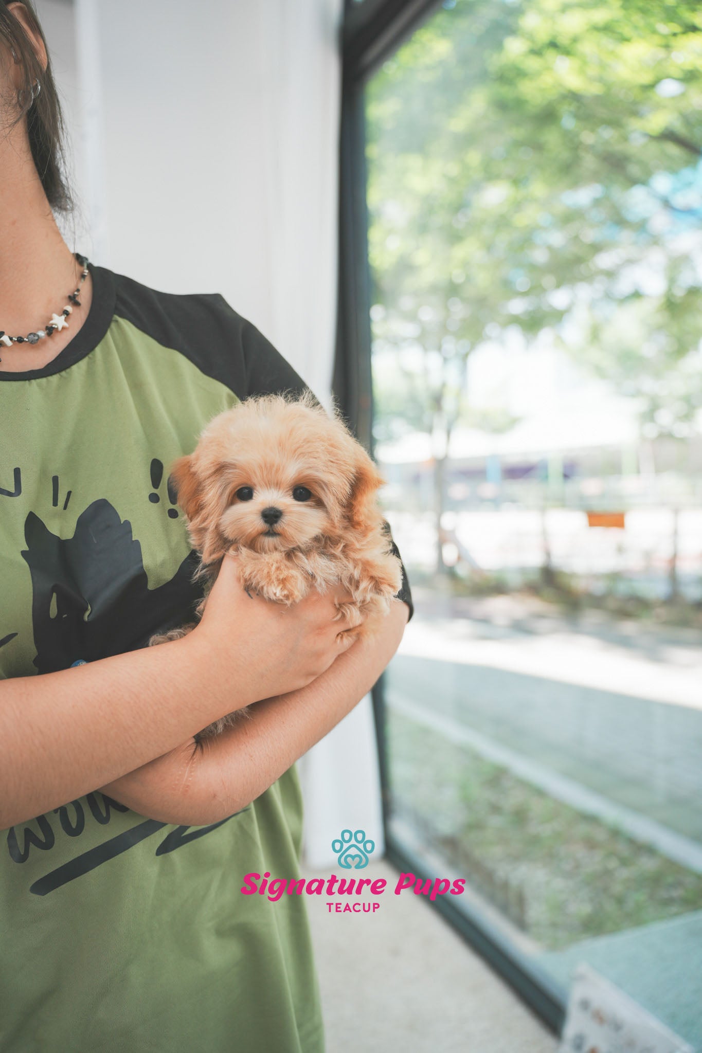 4.5 month old Maltipoo - Duke (Reserved to Chicago)
