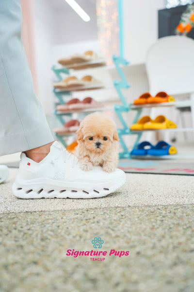 Maltipoo - Daisey (Reserved to Miami)