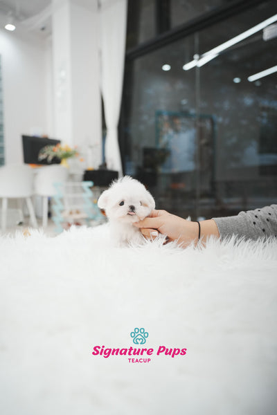 FCI Pedigree Maltese - Teo
