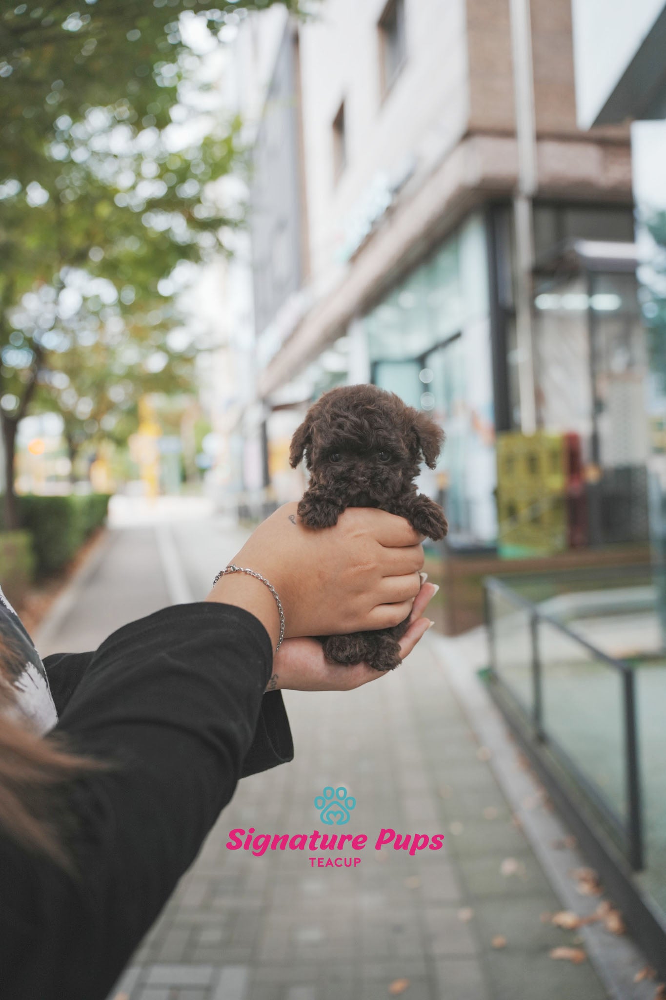 Choco Poodle - Latte