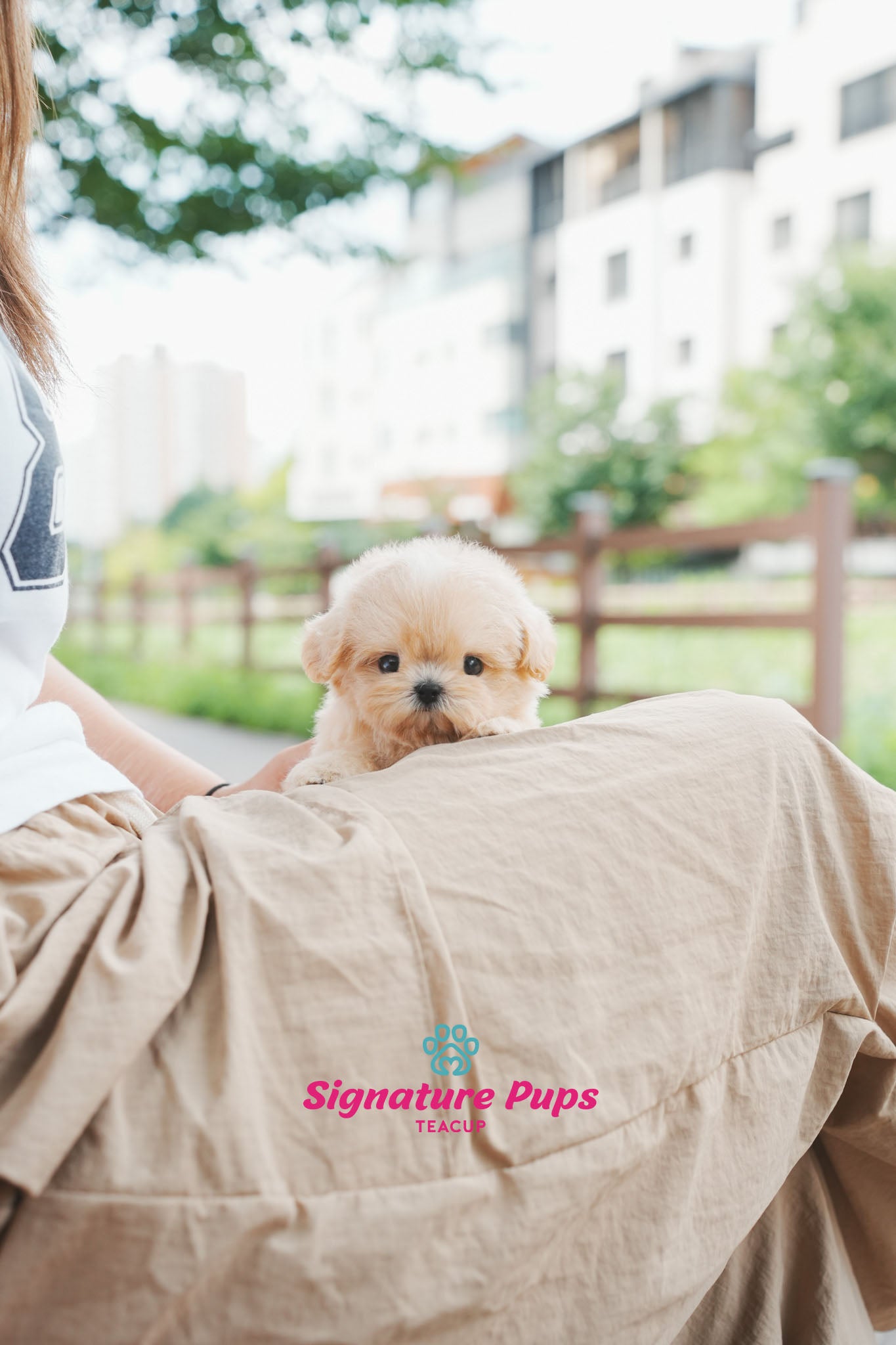 Maltipoo - Buddy
