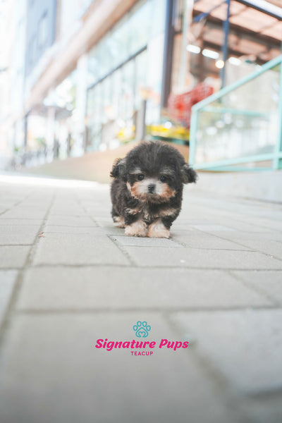 Silver tan Poodle - Coco