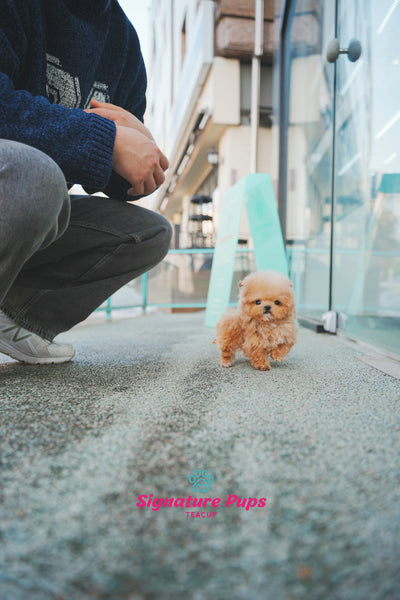 Micro Maltipoo - Tinny