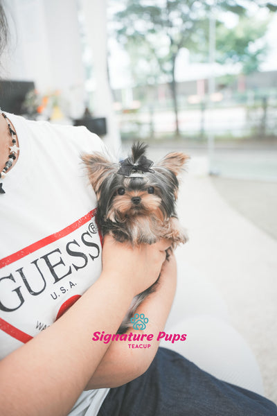 5.5 month Yorkshire Terrier - Clair