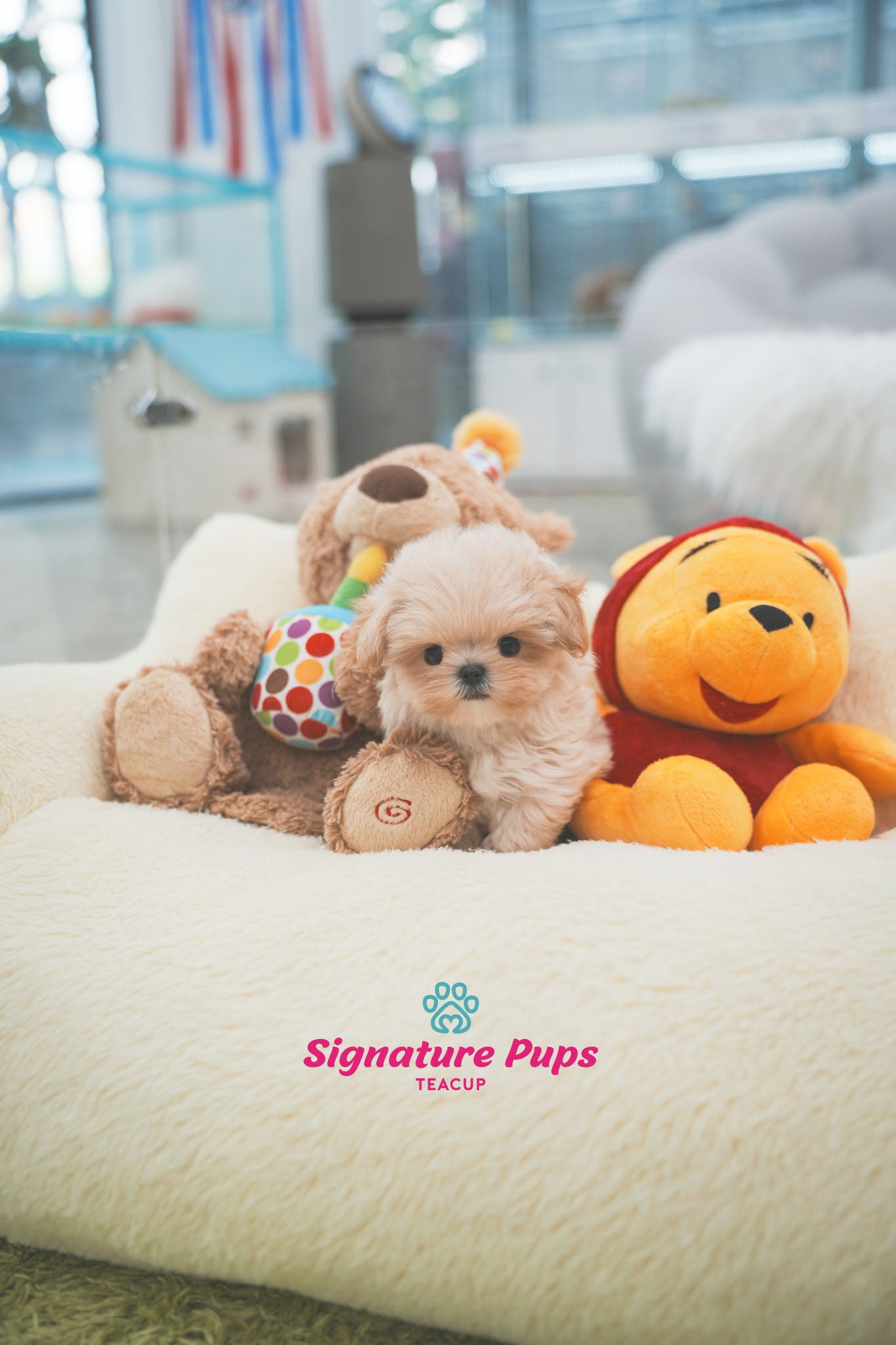 Maltipoo - Sena (Reserved to Chicago)