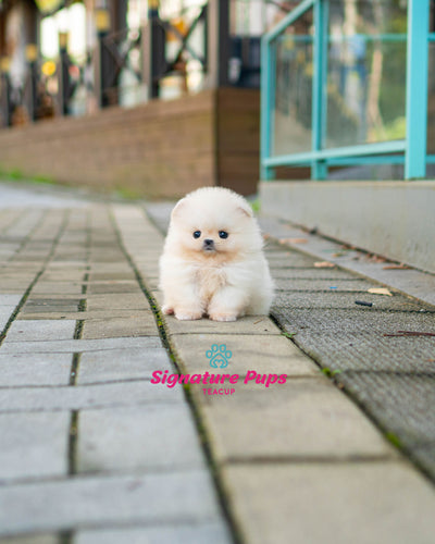 White Pomeranian - Winnie